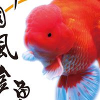中國風金魚～魚隻競標區
