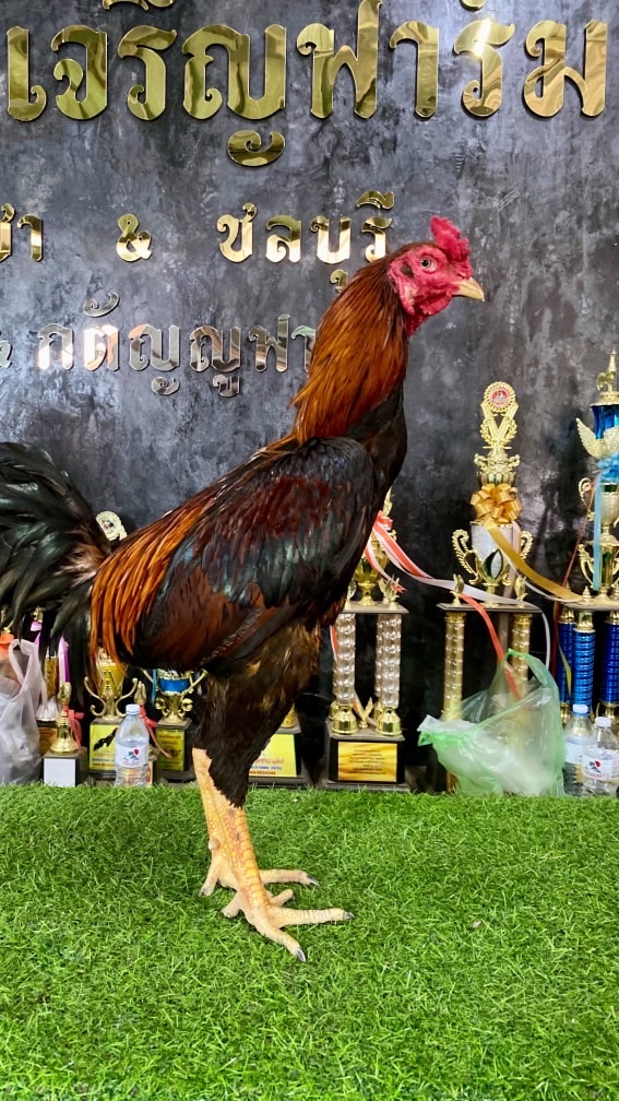 ฟาร์มไก่ผู้ใหญ่ธนา รับผสมลูกไกรทอง