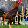 ฟาร์มไก่ผู้ใหญ่ธนา รับผสมลูกไกรทอง