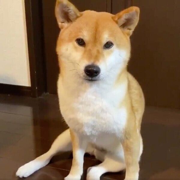 プロのベビーシッターのよう 男の子を寝かしつける犬