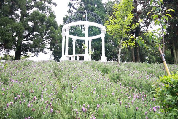 清境農場-清境小瑞士花園-小小花園，大大費用