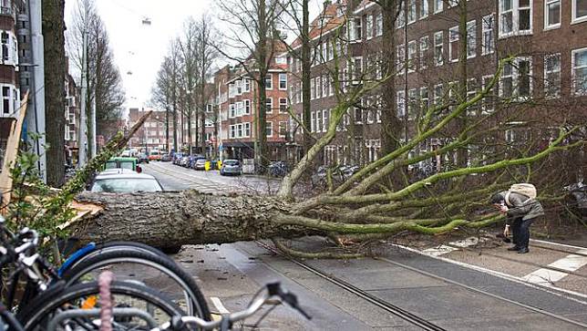 Sebuah pohon di Amsterdam, Belanda, tumbang akibat terjangan badai yang mencapai 140 km/jam.