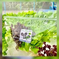🛍ถุงใส่ผักไฮโดรโปรนิกส์ 🥬