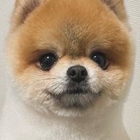 ポメラニアンのはるくん🧸🍌