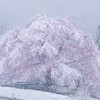 桜雪♡全緩夢ハント