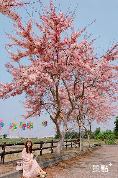 粉紅三月櫻綻放 六大花旗木浪漫花海 景點家 Line Today