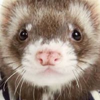 フェレットを愛する者達(埼玉)