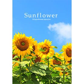 元気あふれる☆ひまわり着せかえ