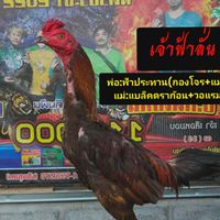 ซุ้ม ป.กันตภณ
