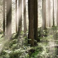 Forest of Reunion