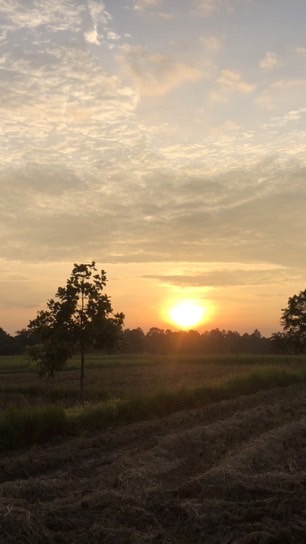 เพชรcha