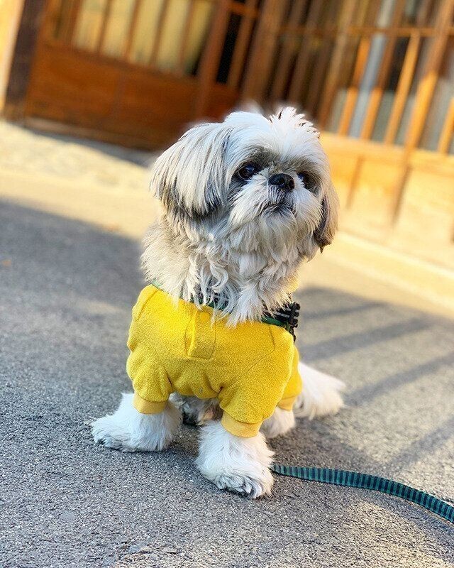 犬の 足クロス にはどんな意味がある