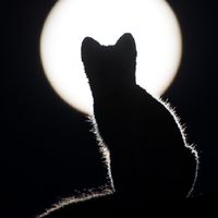昆蟲梗圖星球