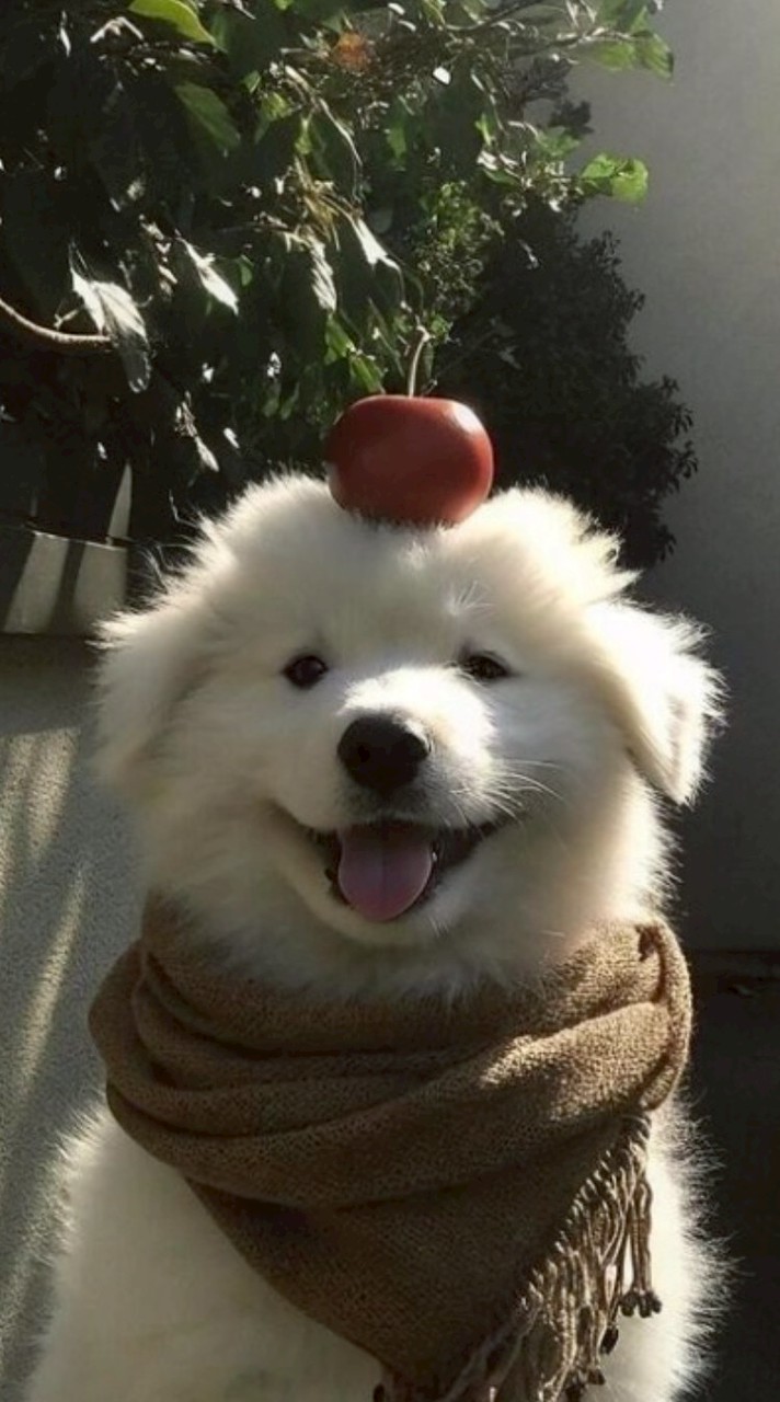 ชมรมคนรักปิงพุพุ