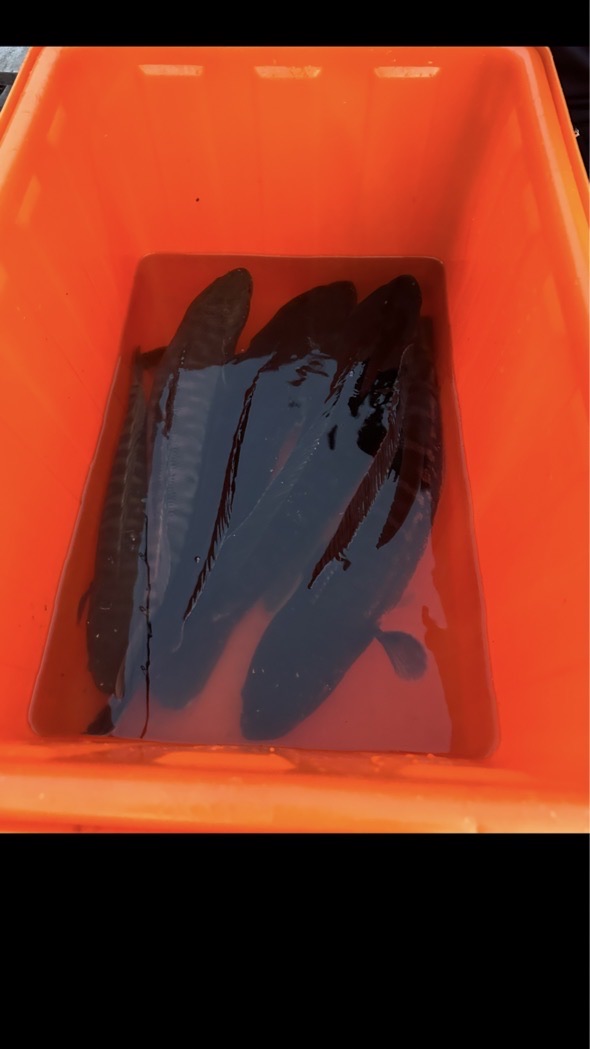 阿凱🐯白河魚虎船班🐯