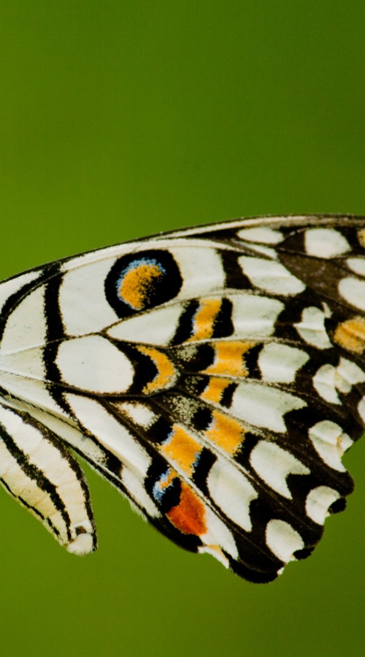 🦋蝴蝶幼蟲飼育🦋討論分享🦋