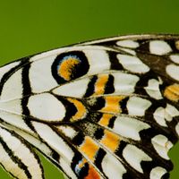 🦋蝴蝶幼蟲飼育🦋討論分享🦋