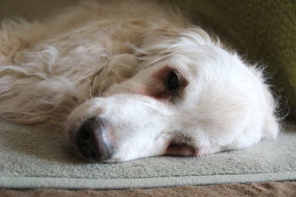 愛犬のおうち介護がぐっと楽になるコツ 排泄ケア