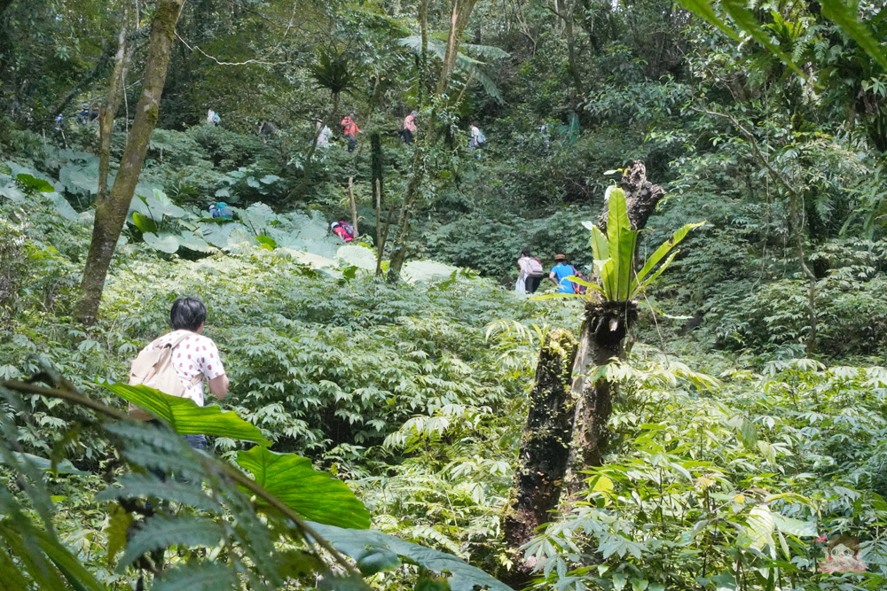 宜蘭.礁溪 臺灣的抹茶冰淇淋山，網美級小百岳仙境，挑戰聖母山莊步道，順收五峰旗瀑布