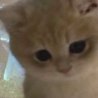 聊天/打電話/認識/發瘋