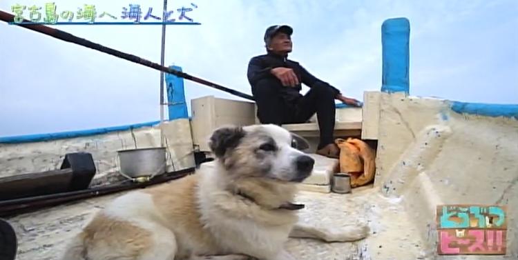 感動 池間の 忠犬ハチ公 一緒に漁をする海人と愛犬の絆