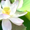 ザ・マジック🪄感謝ワーク28日間（８月９日〜９月５日）