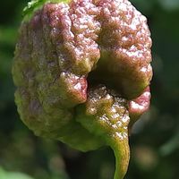 紫神國際協會
