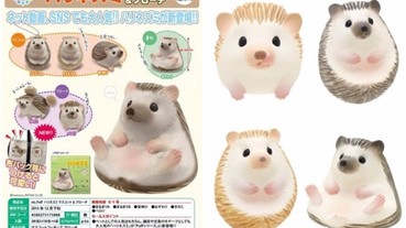 日本推出刺蝟扭蛋 每天看牠露出肚皮超療癒！