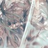 鬼滅之刃cp