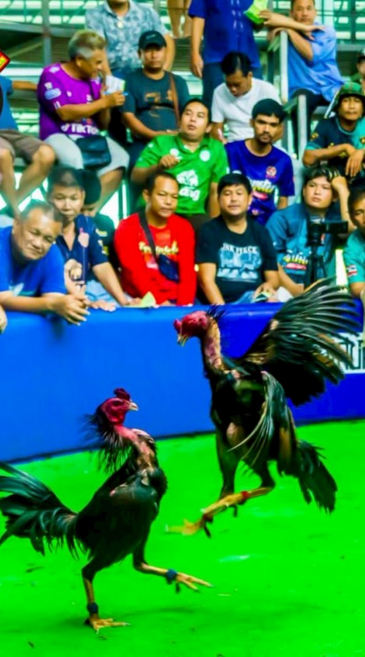 สืบสานตำนานไก่ชน