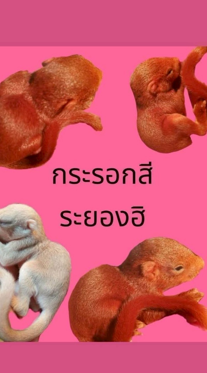 กระรอกภูเขาระยอง