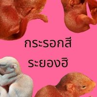 กระรอกภูเขาระยอง