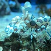海の生き物なりきり 雑談