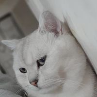智障群組