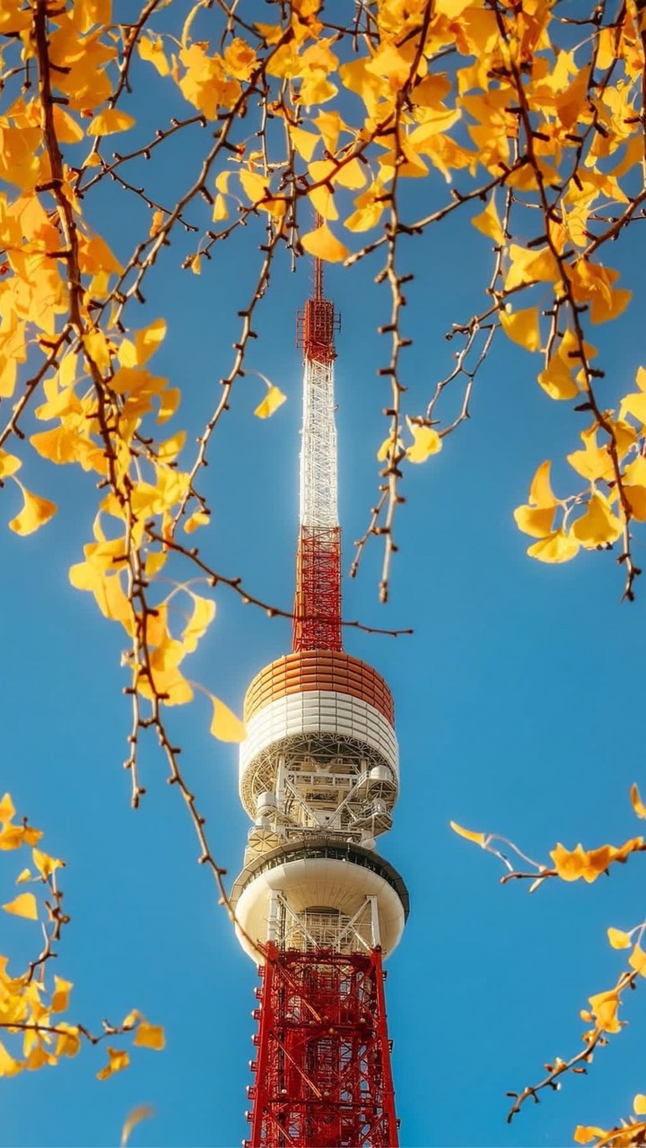 阿肥醬小舖－3/3-3/8 福岡代購連線 ✈️✨