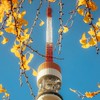 阿肥醬小舖－5/30-6/4  名古屋代購連線 ✈️✨