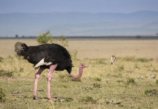 8 Fakta Burung Unta Burung Terbesar Pelari Tercepat Di Dunia