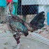 ไก่ชนเจ้หอม