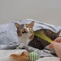 泰難哄親友團