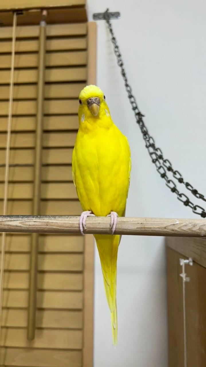 【インコ・文鳥】その他鳥が好きな方のお部屋🍀🦜