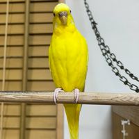 【野鳥•インコ•文鳥…】鳥が好きな方の雑談部屋🍀🦜