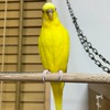 【インコ・文鳥】その他鳥が好きな方のお部屋🍀🦜