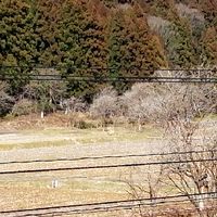 福井県新型コロナウイルス情報共有専用