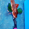ハイエース乗りの釣り好き（神奈川）