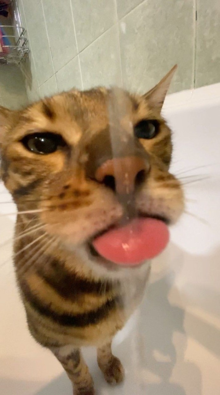 แมวเหมียว
