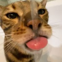 แมวเหมียว