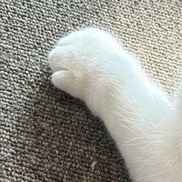 哈姞馬麻