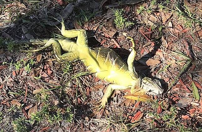 Para Iguana Ini Tiba Tiba Berjatuhan Dari Pohon Dalam Kondisi Kaku