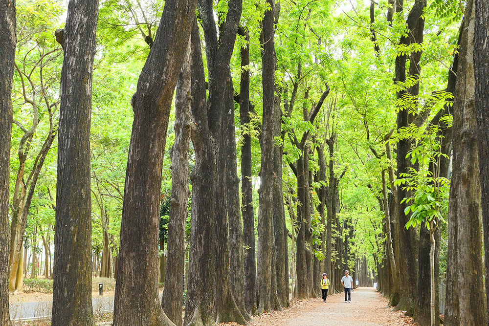 新威森林公園的地標「桃花心木大道」，筆直林蔭步道長約2公里，景色優美如畫。(攝影/ Naru)