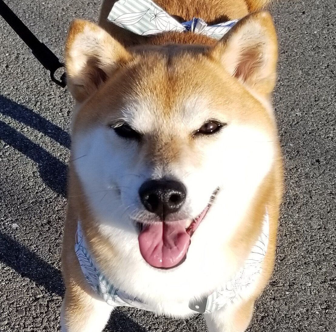 犬も気持ちいい 日向ぼっこ 健康のためにも重要だった